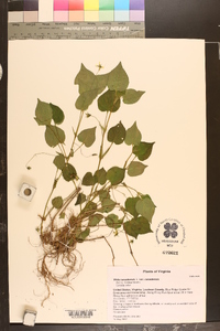 Viola canadensis var. canadensis image