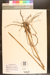 Saccharum alopecuroides image