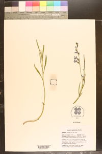 Lobelia batsonii image