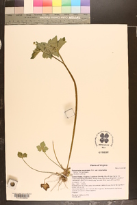 Ranunculus recurvatus var. recurvatus image