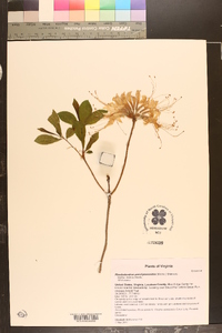 Rhododendron periclymenoides image