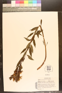 Amsonia tabernaemontana image