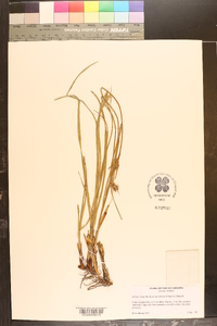 Scleria ciliata var. elliottii image