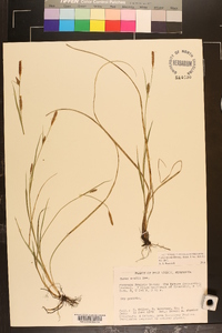 Carex meadii image