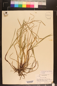 Carex woodii image