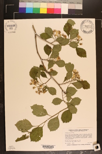 Crataegus punctata image