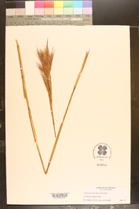 Andropogon glomeratus image