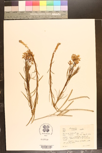 Amsonia ciliata image