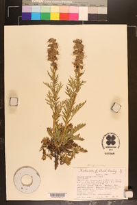 Phacelia sericea subsp. ciliosa image