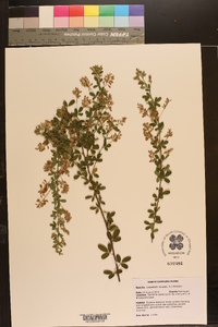 Lespedeza violacea image