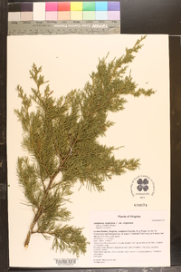 Juniperus virginiana var. virginiana image