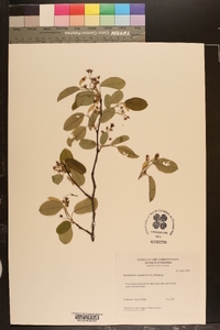 Amelanchier canadensis image