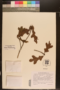 Quercus margarettiae image