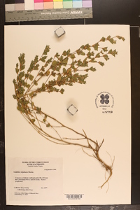 Lespedeza stipulacea image