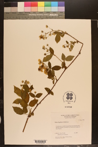 Rubus flagellaris image