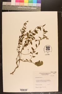 Convolvulus arvensis image