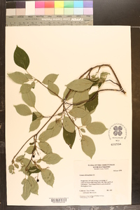 Cornus alternifolia image