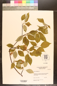 Cornus alternifolia image