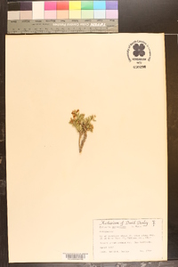 Polygala subspinosa image