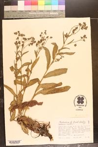 Cynoglossum officinale image