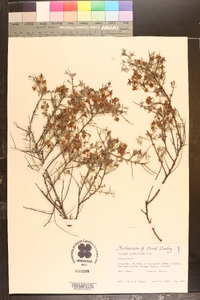 Rhinotropis acanthoclada image