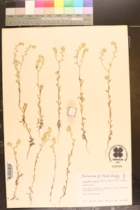 Cryptantha muricata image