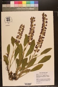 Lupinus villosus image