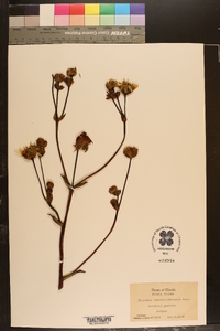 Silphium terebinthinaceum image