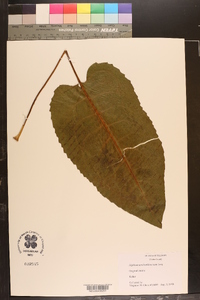 Silphium terebinthinaceum image