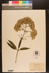 Eutrochium purpureum image