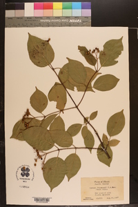 Cornus drummondii image