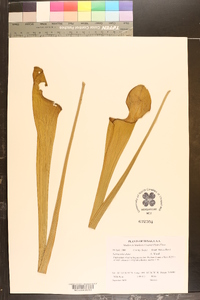 Sarracenia alata image