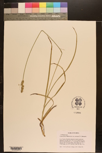 Carex fissa var. aristata image