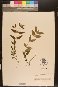 Spigelia loganioides image