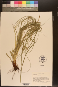 Carex cherokeensis image