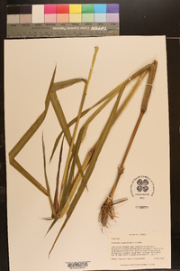 Echinochloa walteri image