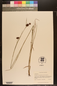 Rhynchospora fascicularis var. fascicularis image