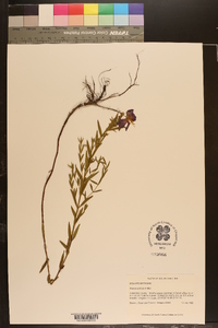 Rhexia aristosa image