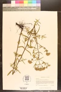 Pycnanthemum flexuosum image