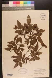 Vaccinium erythrocarpum image