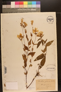 Oenothera fruticosa subsp. glauca image