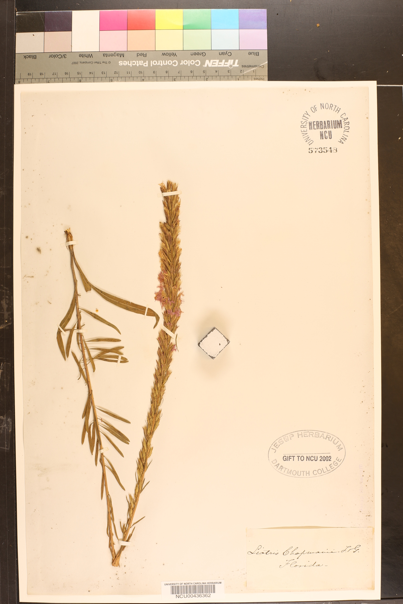 Liatris chapmanii image