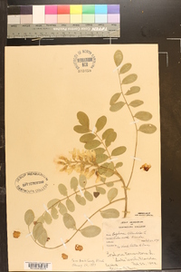 Sophora tomentosa image