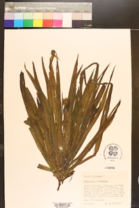 Stratiotes aloides image