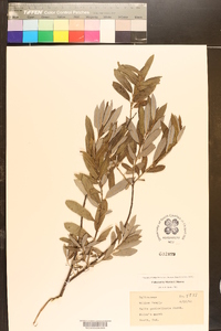 Salix pedicellaris image