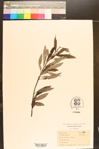 Salix sericea image