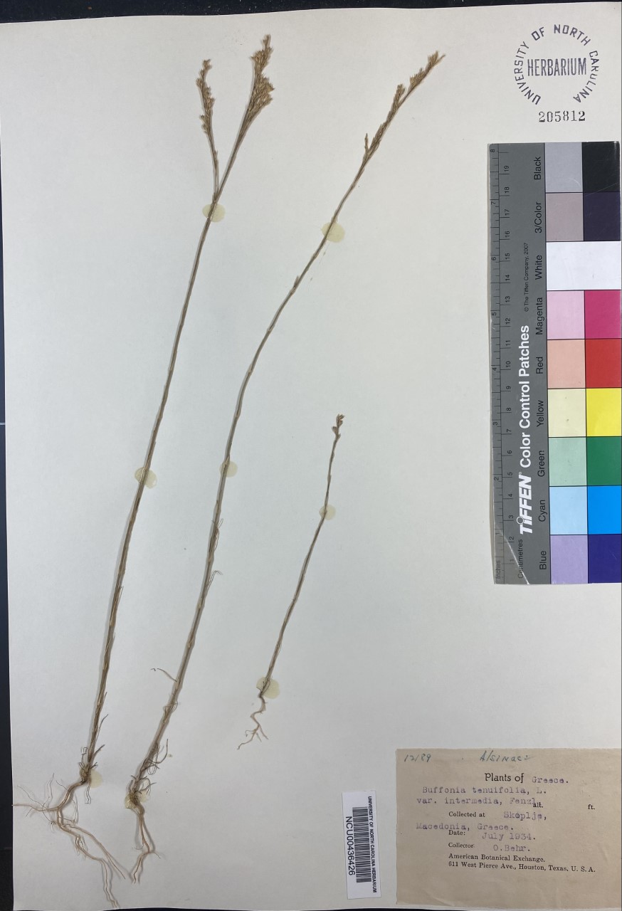 Bufonia tenuifolia image