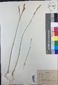Bufonia tenuifolia image