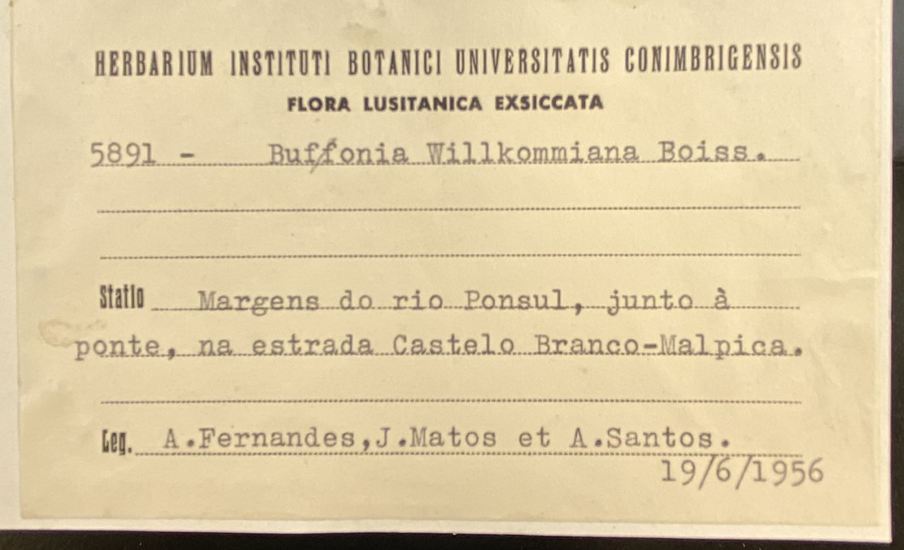 Bufonia macropetala image