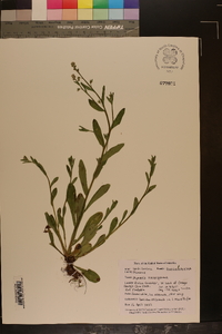 Myosotis macrosperma image